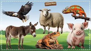 Cutest Animal Sounds and Behaviors Compilation: Pig, Donkey, Frog, Eagle, Chameleon, Sheep