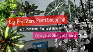 Big box Store Plant Shopping Walmart Houseplants Restock Variegated String of Hearts Plant Find