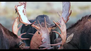 Wildlife Photography-Big Bull Moose Rut/Sparring 2021-Jackson Hole/Grand Teton Park/Yellowstone Park