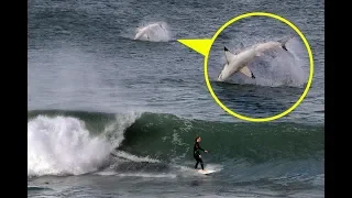 SHARK COMES DANGEROUSLY CLOSE TO SURFER