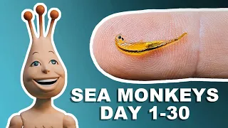 My Sea Monkeys: Day 1 - 30 |  The first month of growth