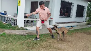 Belgian Malinois Philippines | Paano Simulan ang Focused Heel Training | 5 Months old Psycho