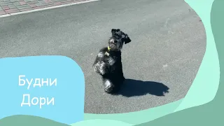 Будни - фрагменты дрессировки 🐕Дори 😜(Цвергшнауцер дрессировка 7 мес)