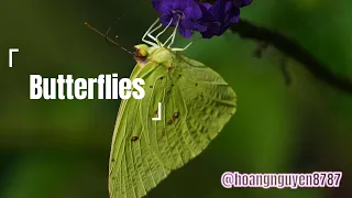 ADRN - Butterflies: Âm Nhạc Chữa Lành | Music for relax #Healingmusic #relaxationmusic