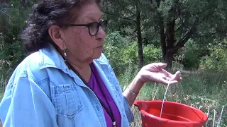 Picking chokecherries with Shoshone Paiute