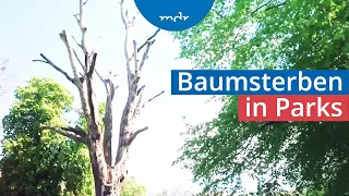 Wie Klimastress historische Parks und Gärten belastet | Umschau | MDR