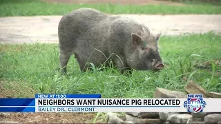 Neighbors want nuisance pig relocated