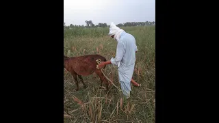 man with his donkey funny video trick zone