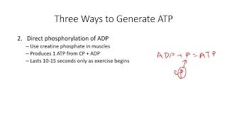 Muscular System – ATP Generation for Muscle Contractions