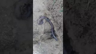 Ants Vs Worm....