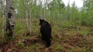 Медведица потеряла медвежат.