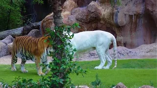 White Tiger and Bengal Tiger   Loro Parque   Tenerife Full HD