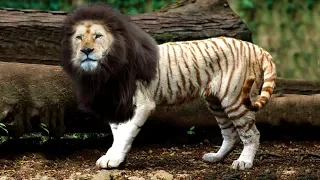 Most UNIQUE Lions In The World!