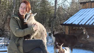 Baby goats on the off-grid homestead | story 31