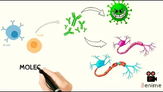 Pathophysiology of Guillain-Barre Syndrome