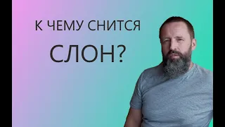 СЛОН. К чему снится Слон.