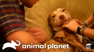 Oatmeal Finds An Outdoorsy Family | Pit Bulls and Parolees | Animal Planet