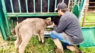 This Calf is Becoming a Full Time Job!