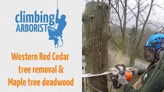 Cedar tree removal & Maple tree hazard prune ( Climbing Arborist & Grizzly tree experts )