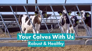 Raising Our Beef & Dairy Calves