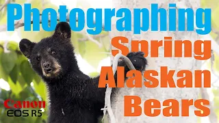 Photographing Alaskan Spring Bears with the Canon R5. - Black Bears and Dandelions