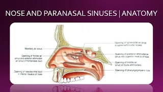 NOSE AND PARANASAL SINUSES | ANATOMY | SIMPLIFIED