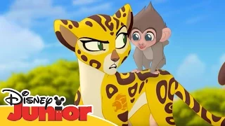 The Lion Guard - Fuli e il babbuino - Dall'episodio 21