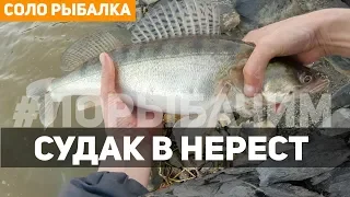 Судак весной на джиг. Ловля судака с берега | #порыбачим