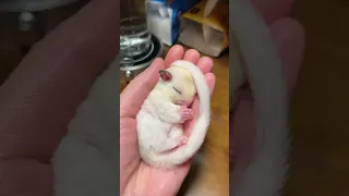 The Newborn Sugar Glider Looks Like A Baby, So Cute|asmr|funny|funnyvideo|shorts