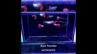 Hb Red Rose Cauli Dorsal Guppy, Bhubaneswar