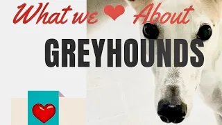 Top 11 Reasons to Adopt a Greyhound [greyhound dogs adoption]