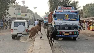 Bull fight in the market | Black Bull V Red Bull बाजार में सांडों की लड़ाई | बुजुर्ग की किस्मत अच्छी