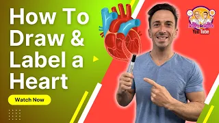 Best way to draw and label the heart! | Heart Anatomy