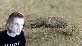 xQc reacts to Spider Hunts Fish Underwater, Antlion Cold-Blooded Killer & Alligator Snapping Turtle