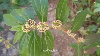 Hierba de la Golondrina 3 (Euphorbia hirta L.)