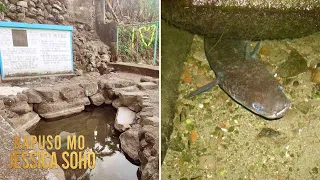 Mga misteryosong igat, tagapagbantay daw sa isang bukal?! | Kapuso Mo, Jessica Soho