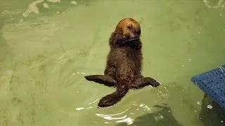 Cute baby otter learns how to be an otter