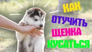 КАК ОТУЧИТЬ ЩЕНКА КУСАТЬСЯ | ЩЕНОК КУСАЕТ ЗА РУКИ И НОГИ