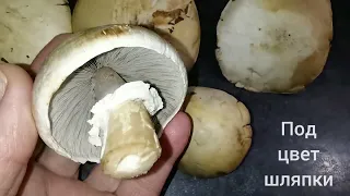 ШАМПИНЬОН КРИВОЙ.Agaricus abruptibulbus.Описание, съедобность, полезные свойства.