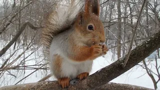 Белка кушает орешек сидя на веточке / Squirrel eats a nut sitting on a twig