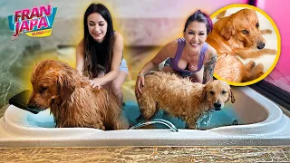 BANHO DE BANHEIRA COM MEUS CACHORROS !!! - Fran Japa