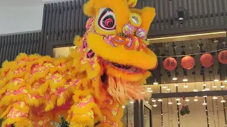 HONG KONG LUNAR NEW YEAR FEB. 11, 2024 LION DANCE #chinesenewyear