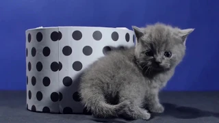Смешной британский котенок играет с коробочкой - коты и кошки 2019 - приколы с котами