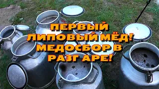 Первый липовый мёд! Медосбор в разгаре!