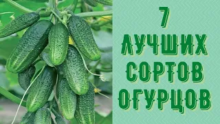 Самые лучшие сорта огурцов