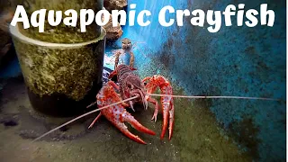Aquaponic crayfish update (crayfish for aquaponics)