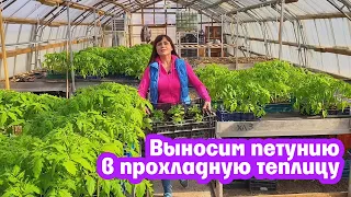 Выносим петунию в прохладную теплицу