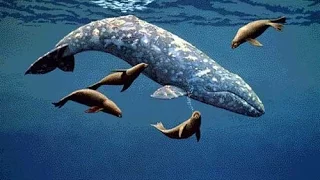 Серые киты Сахалина