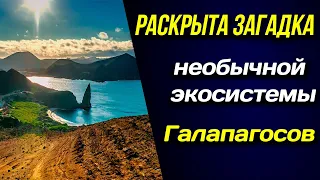 🌎 Раскрыта загадка необычной экосистемы Галапагосов 🌎