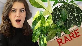 Rare Houseplant Unboxing | Wishlist Plant Haul and Review